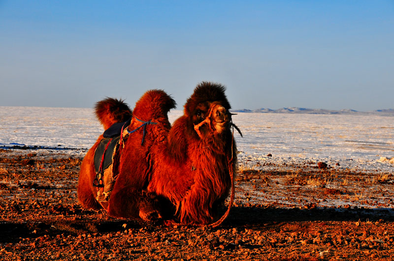 Mongolia